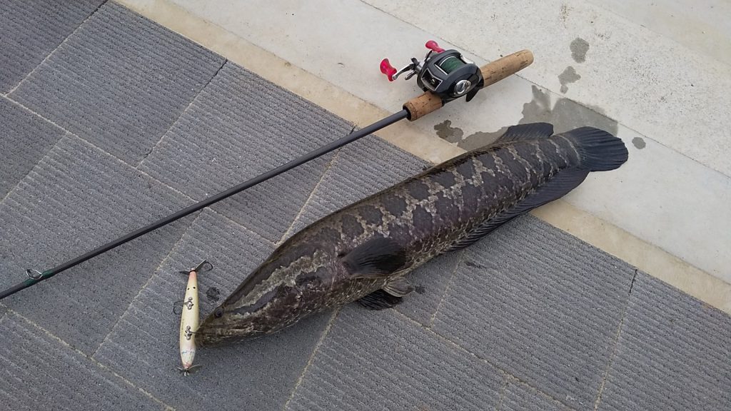 バスの仇はライギョで討てず。 | サンライン